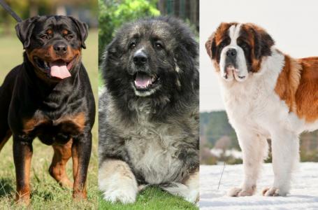 what breed are nigerian local dogs