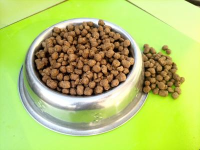 How to make your dog eat dry food