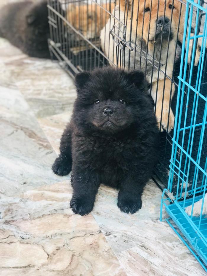 Fairvet 4 Months Old Imported Black Male Chow Chow Puppy
