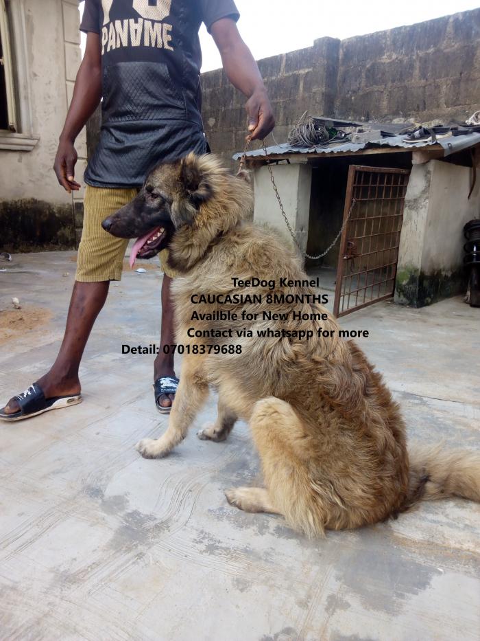 Caucasian Shepherd Dog Puppy for sale in Ogun