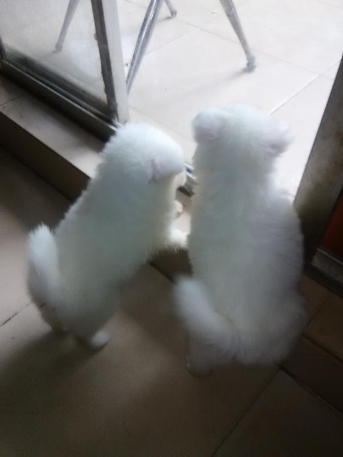 Japanese Spitz Puppy For Sale In Lagos