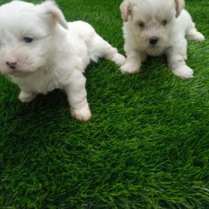 Lhasa Apso