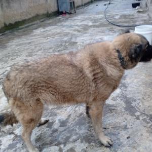 Caucasian Shepherd Dog 