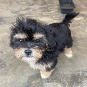 Lhasa Apso