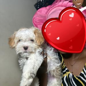 Lhasa Apso
