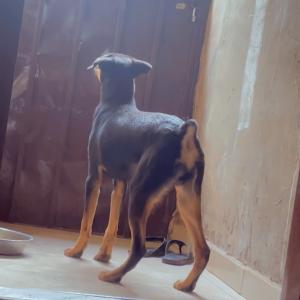 Rottweiler