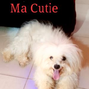 Lhasa Apso