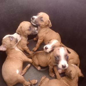 Pit Bull Terrier