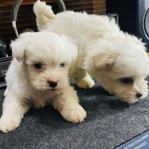 Lhasa Apso