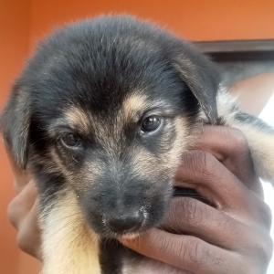 German shepherd