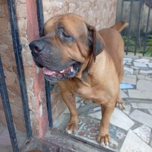 Boerboel